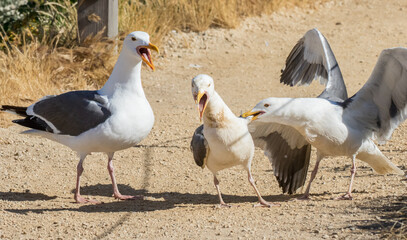 Western gulls fighting over female gull at Point Lobos State Reserve, California coast