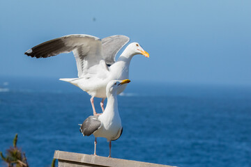 Western gull at Point Lobos State Reserve, California coast