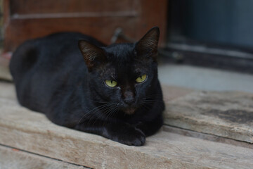Black cat and yellow eyes sleep on wooden