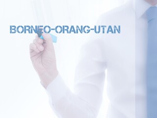 Borneo-Orang-Utan