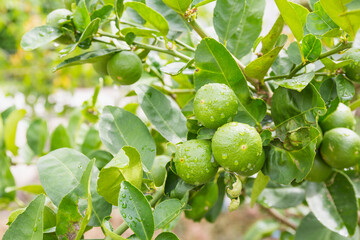 Fresh lime with green leaf.