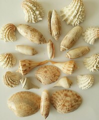 Beautiful Florida seashells on white background, closeup