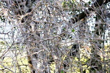 baum gespinstmotte II