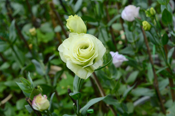 White rose blooming in garden