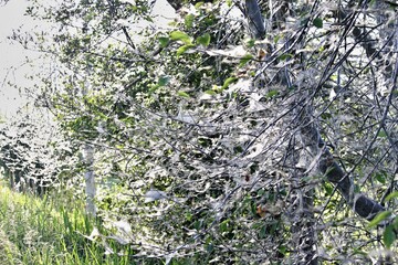 baum gespinstmotte I