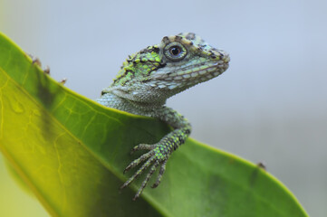 lizard