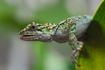 Fototapeta premium lizard