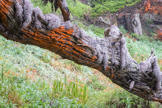 Trentepohlia (orange colored algae) on tree at Point Lobos State Reserve, California coast