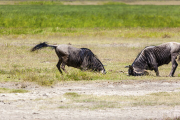 Wildebeest herds during migration in Serengeti national park Tanzania Africa 