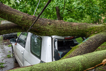 Gigantic fallen tree toppled and crushed parked car, broke the window and damage electrical cable...