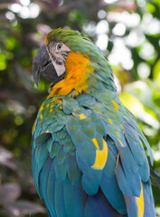 Perroquet