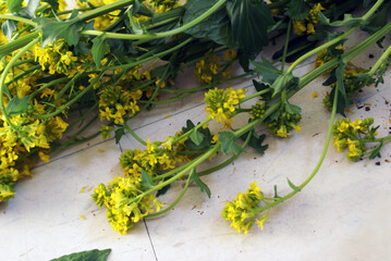 Fototapeta na wymiar Yellow Rocketcress Herbs