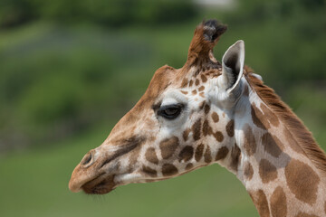 Close-up portrait of a giraffe head Giraffa Camelopardalis with green blurry background