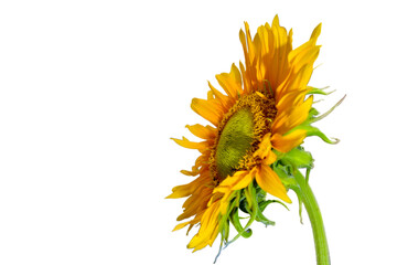Sunflower low angle with isolated white background