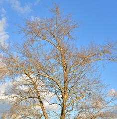 Poplar without leaves at autumn.