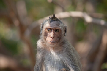 Fototapeta premium 可愛いサル