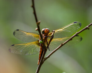 Junge Libelle nimmt ein Sonnenbad