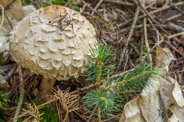 Pilz mit haariger ziegelförmiger Oberfläche