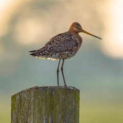 Black-tailed Godwit on post with pastel colored background
