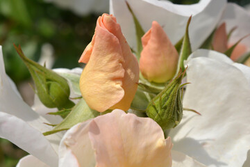 Bud of Yellow Rose