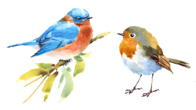 Bluebird and Sparrow Two Birds Watercolor Hand Painted Illustration Set isolated on white background