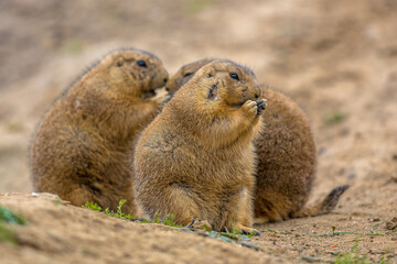 Group of Cute prairie dogs  feeding