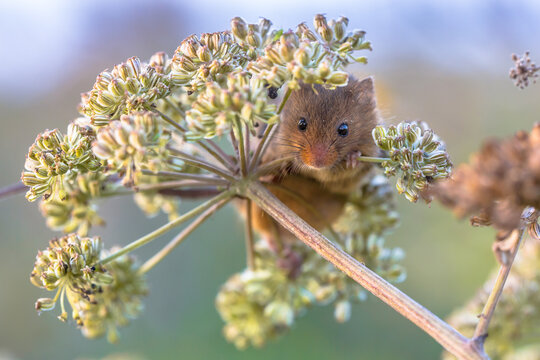 Harvest mouse feeding on seeds
