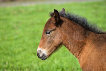 Obraz premium Adorable Cute little foal on green meadow, close-up shoot