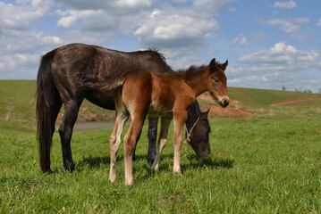Cheerful young foal with its mother pasturing on the meadow