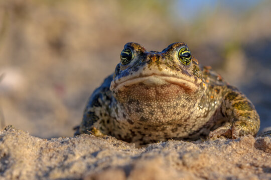 Natterjack toad frontal view