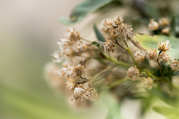 Dry wild flower