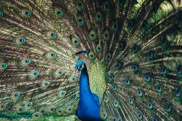 Obraz premium Close up of peacock showing its beautiful feathers. Beautiful peacock male displaying his tail.