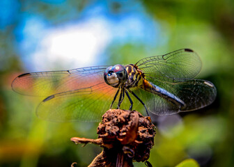 flying dragon