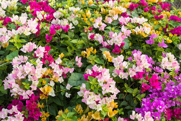 Background beautiful bougainvillea flowers.