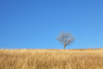 Fototapeta premium Tree with flowers in the field