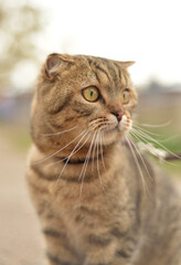 Cat on a blurred background.