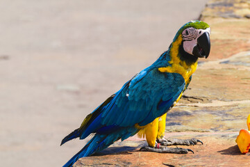 Parrot from Grand Canary