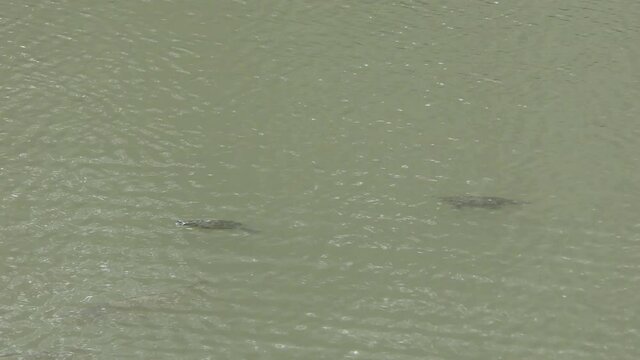 Turtles are swimming under the surface of the lake.