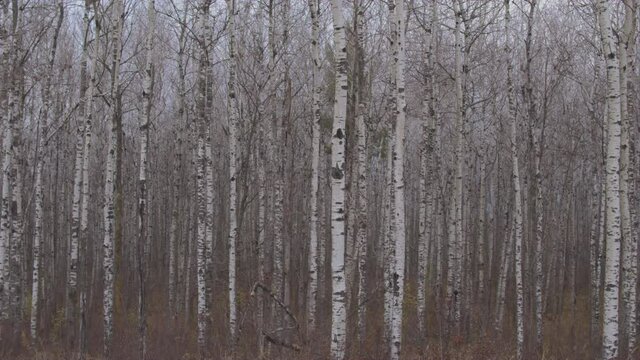 AERIAL CLOSE UP Stunning striped black and white birch pattern in mysterious bare tree woodland on stormy and cloudy autumn day. Narrow tall tree trunks rising spectacularly above the dry forest floor