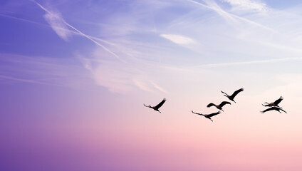Birds flying against evening sunset in the background