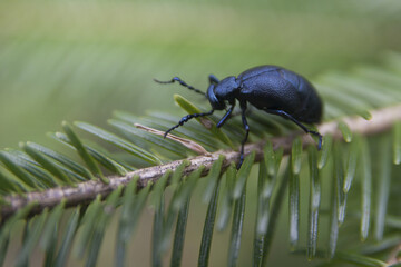 Dark blue insect on a fir branch. Isolated on a blurry background.