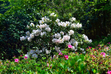 長安寺のシャクナゲ