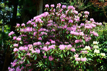 長安寺のシャクナゲ