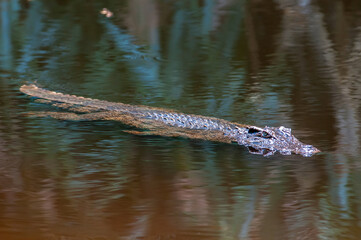 Fototapeta premium Crocodile in Khao Yai National Park, Thailand