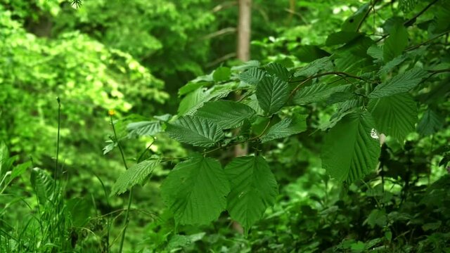 hazelnut bush branch moving in the wind in slow-motion 96fps HD 