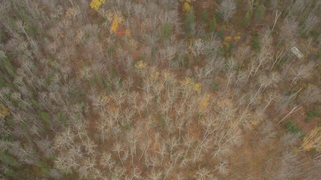 AERIAL, TOP DOWN: Flying above beautiful mixed deciduous and conifer forest covering picturesque leaf-carpeted lowlands in late autumn. Stunning bare birch trees and lush green spruces during the fall