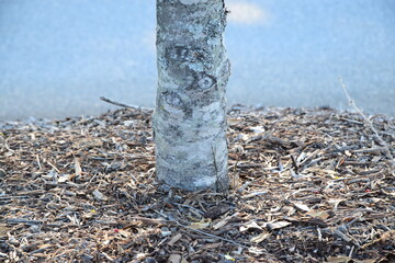 Tree in Mulch
