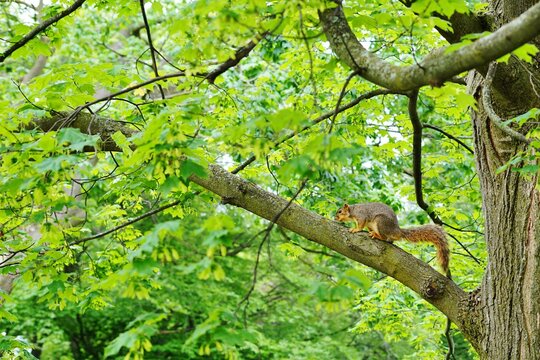 Wild Squirrel On A Tree Branch