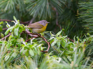 Nashville Warbler