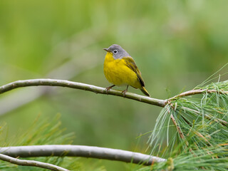 Nashville Warbler